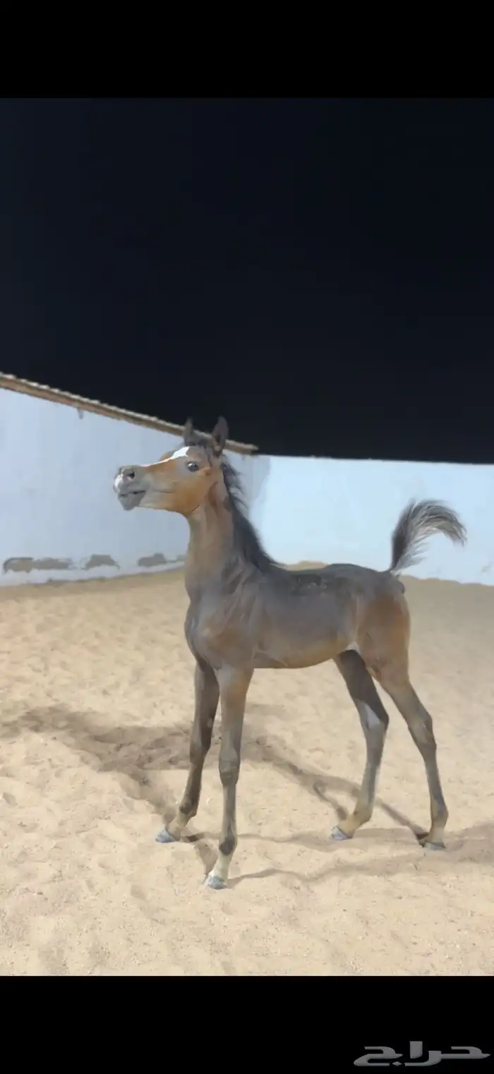 مهر (واهو) 1