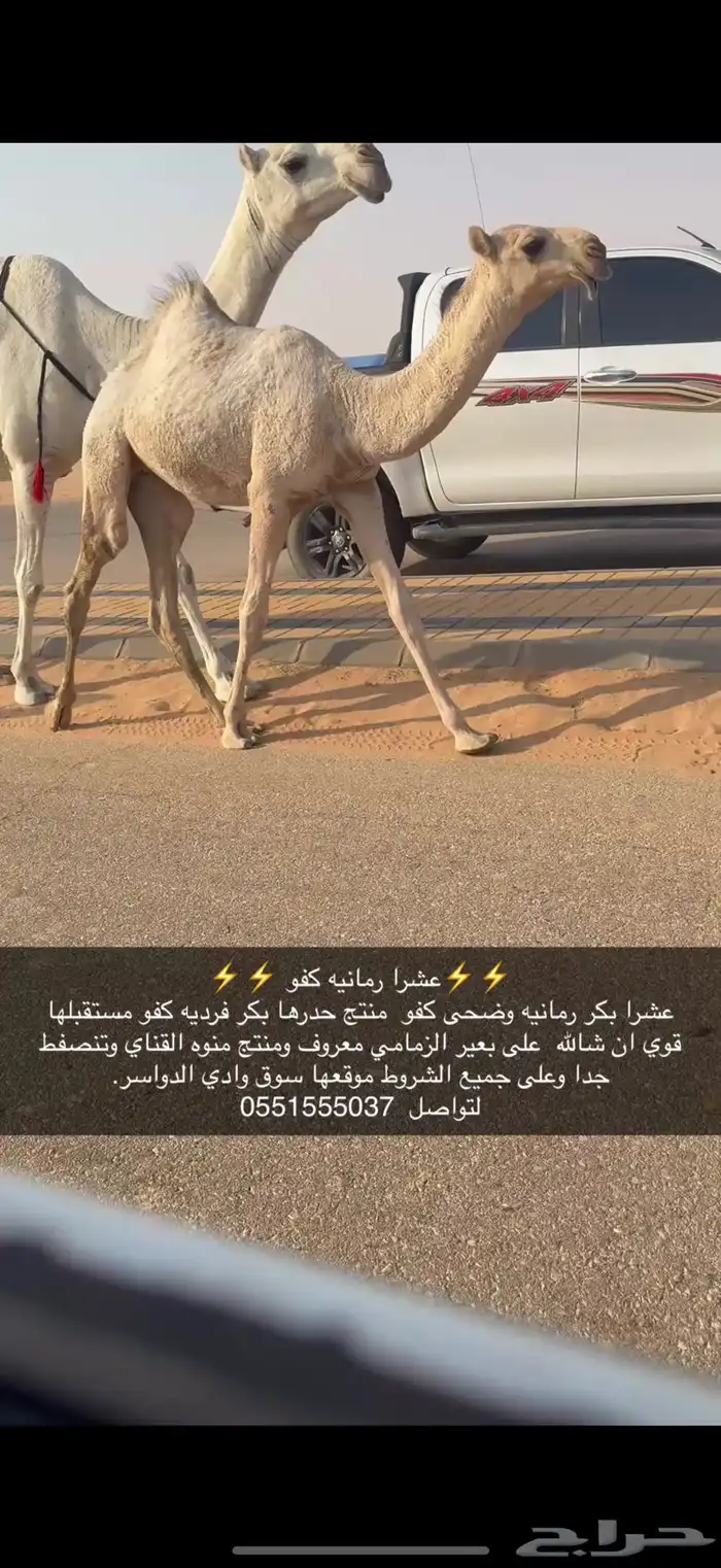 عشرا كفو 3