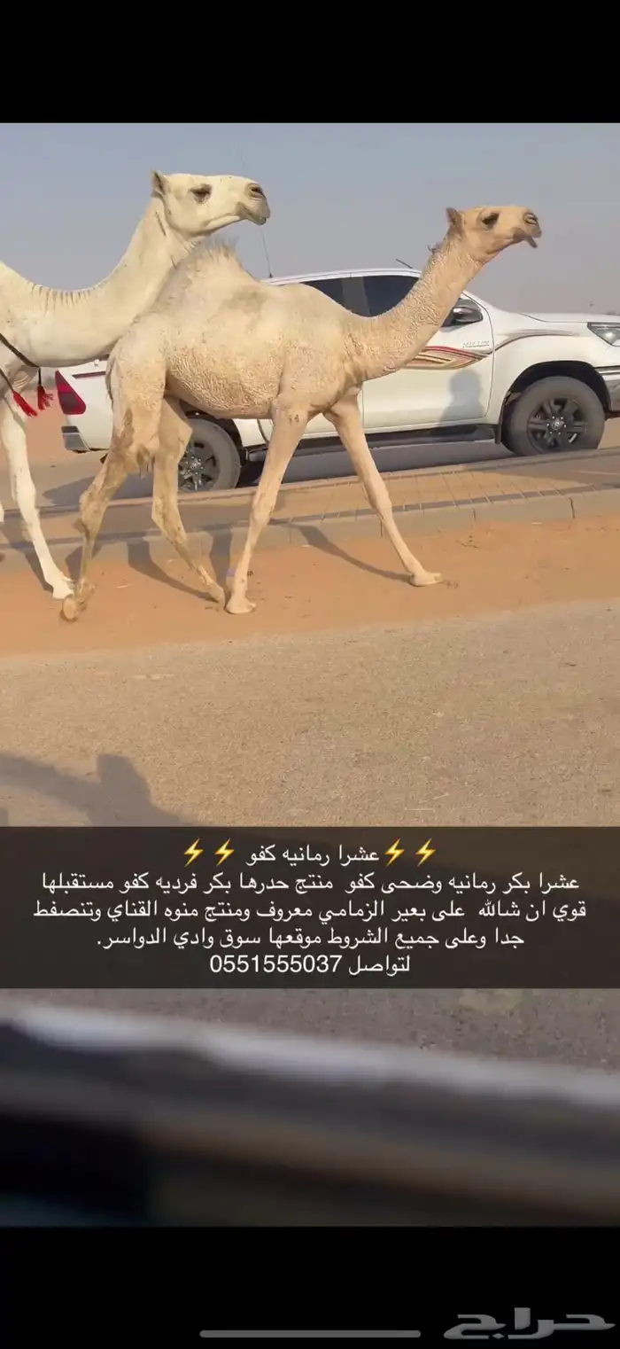 عشرا كفو 2