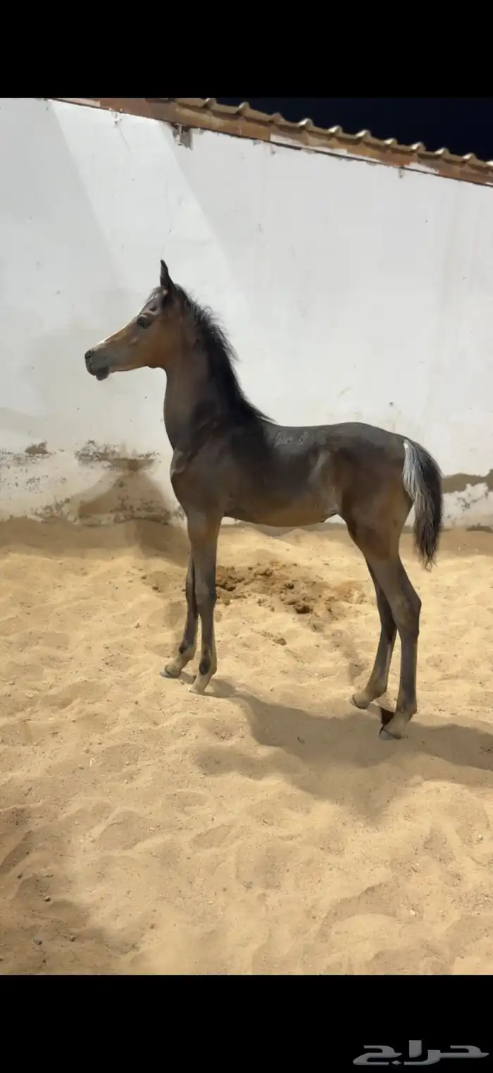 مهر (واهو) 2