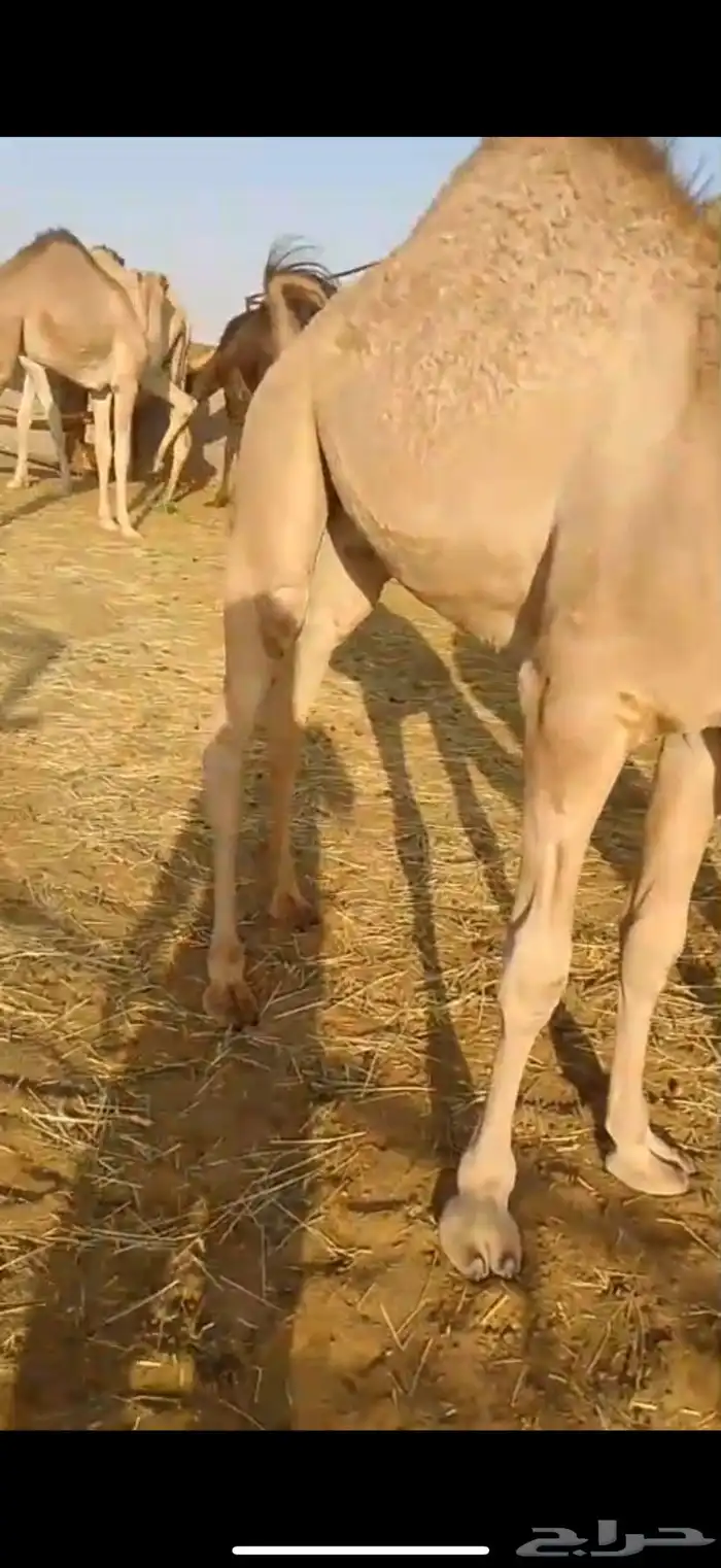 قعدان للبيع 1