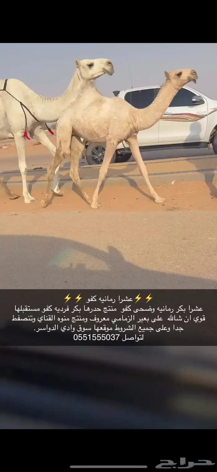 عشرا كفو 1