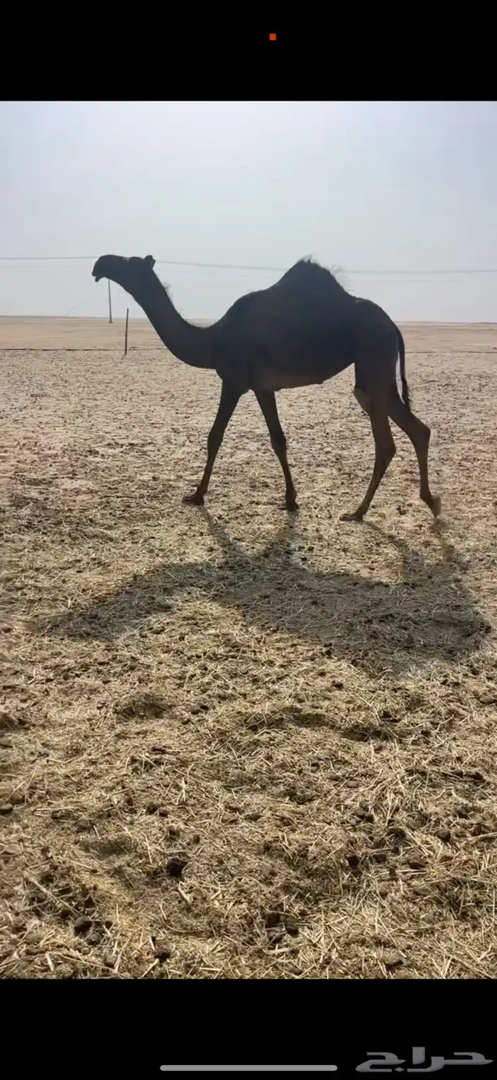 بكره للبيع 0