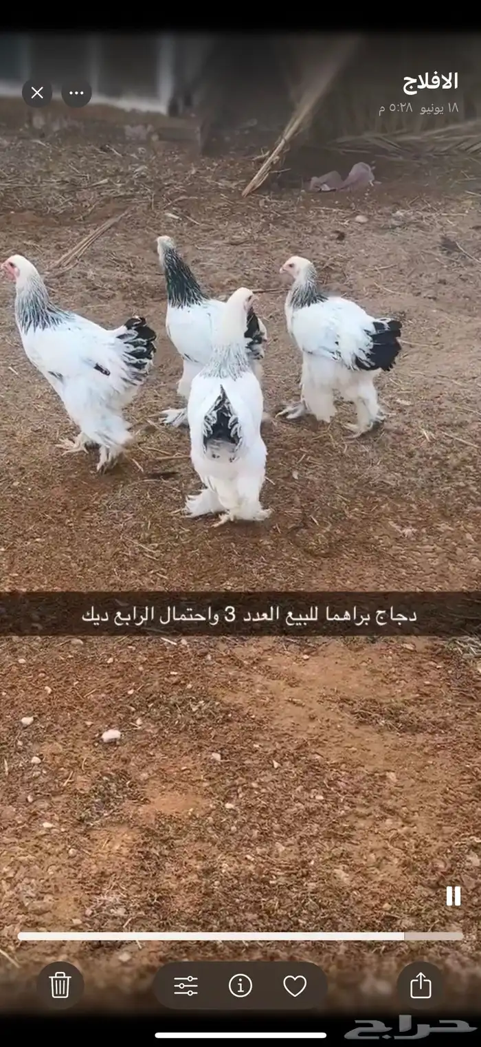 دجاج براهما كولمبي للبيع 0