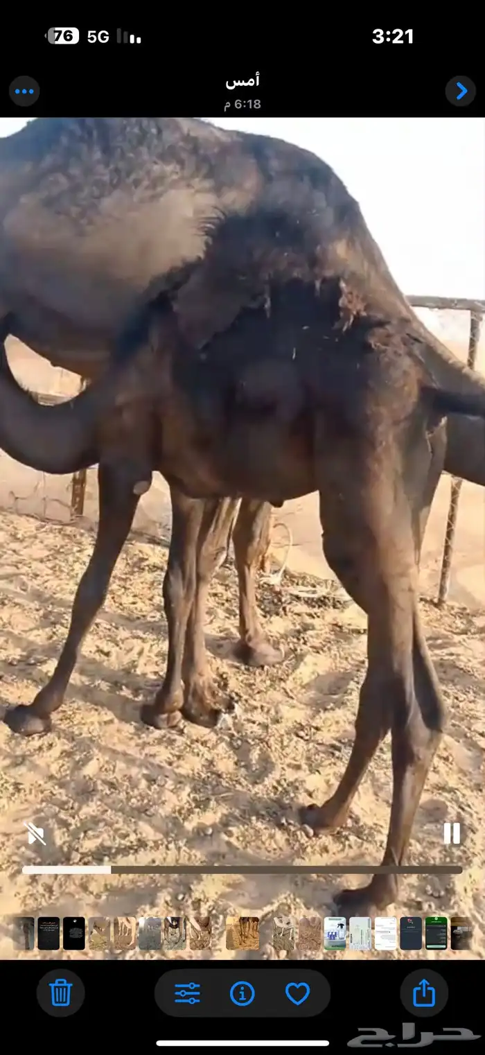قعدان للبيع 0
