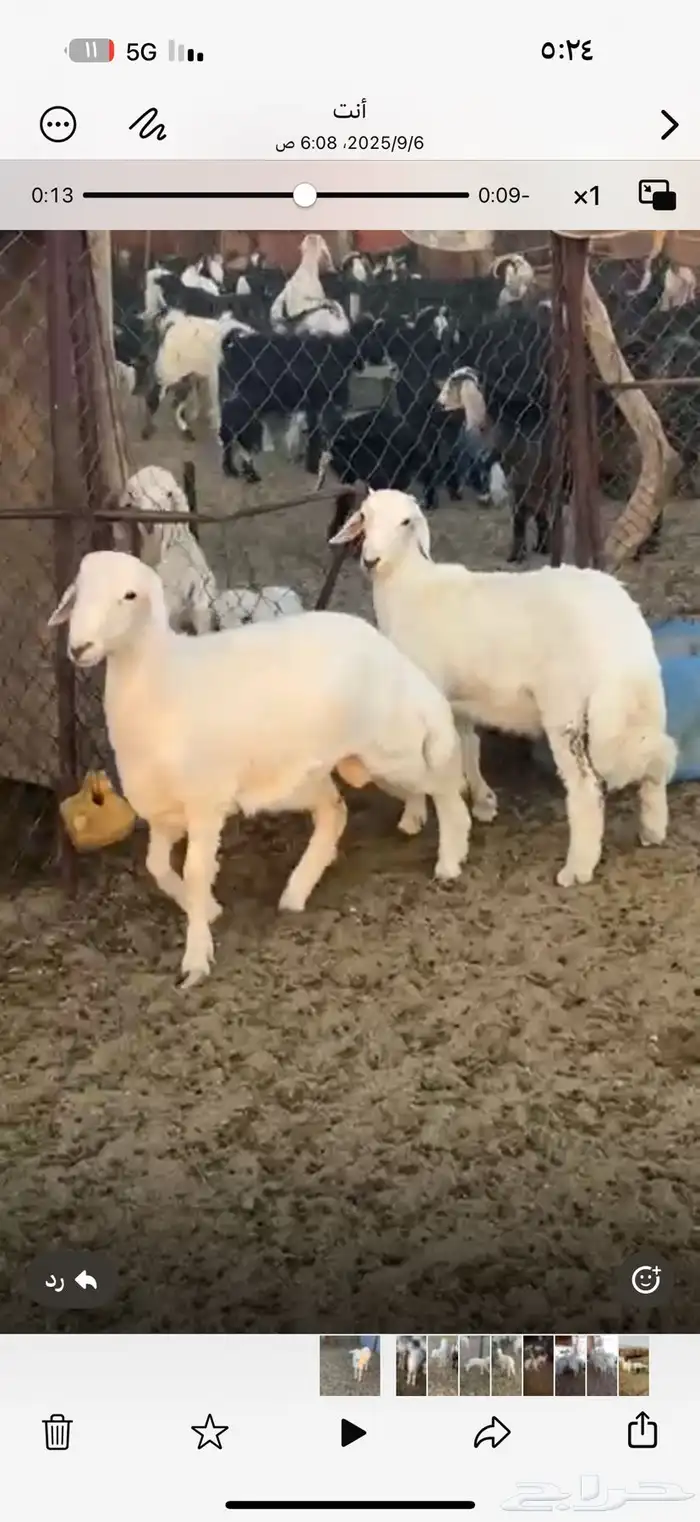 3 طليان كفوو 0
