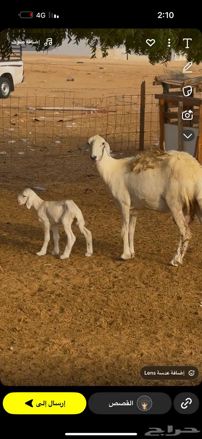 نعجه ولواد تحته طلي سنه رباع 1
