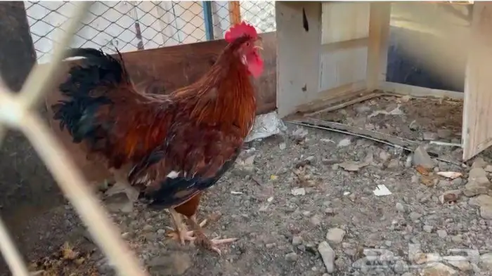 دجاج براهما 0