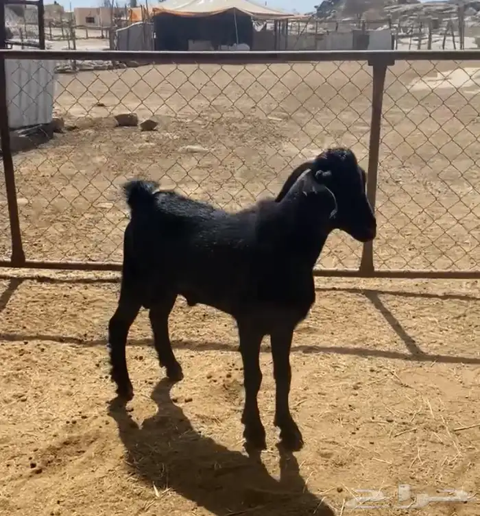 تيس عمره 6 شهور أكله نضيف ومن حلالي ومشروط شرط 0