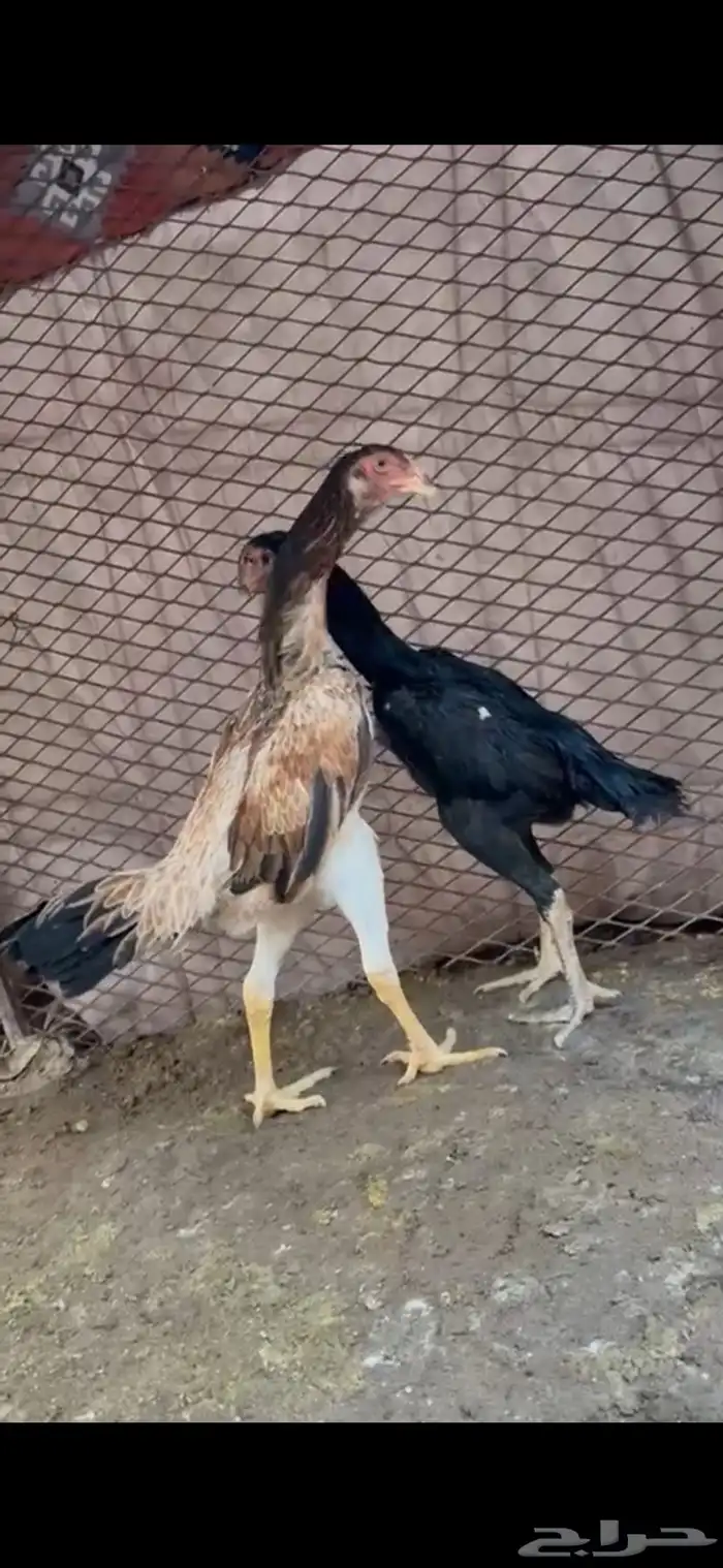 دجاج شامو هزاز عمار 6شهور 2