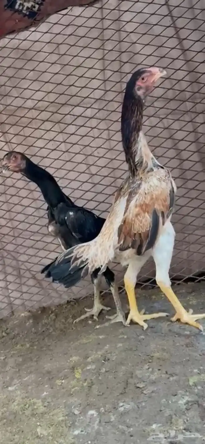 دجاج شامو هزاز عمار 6شهور 1