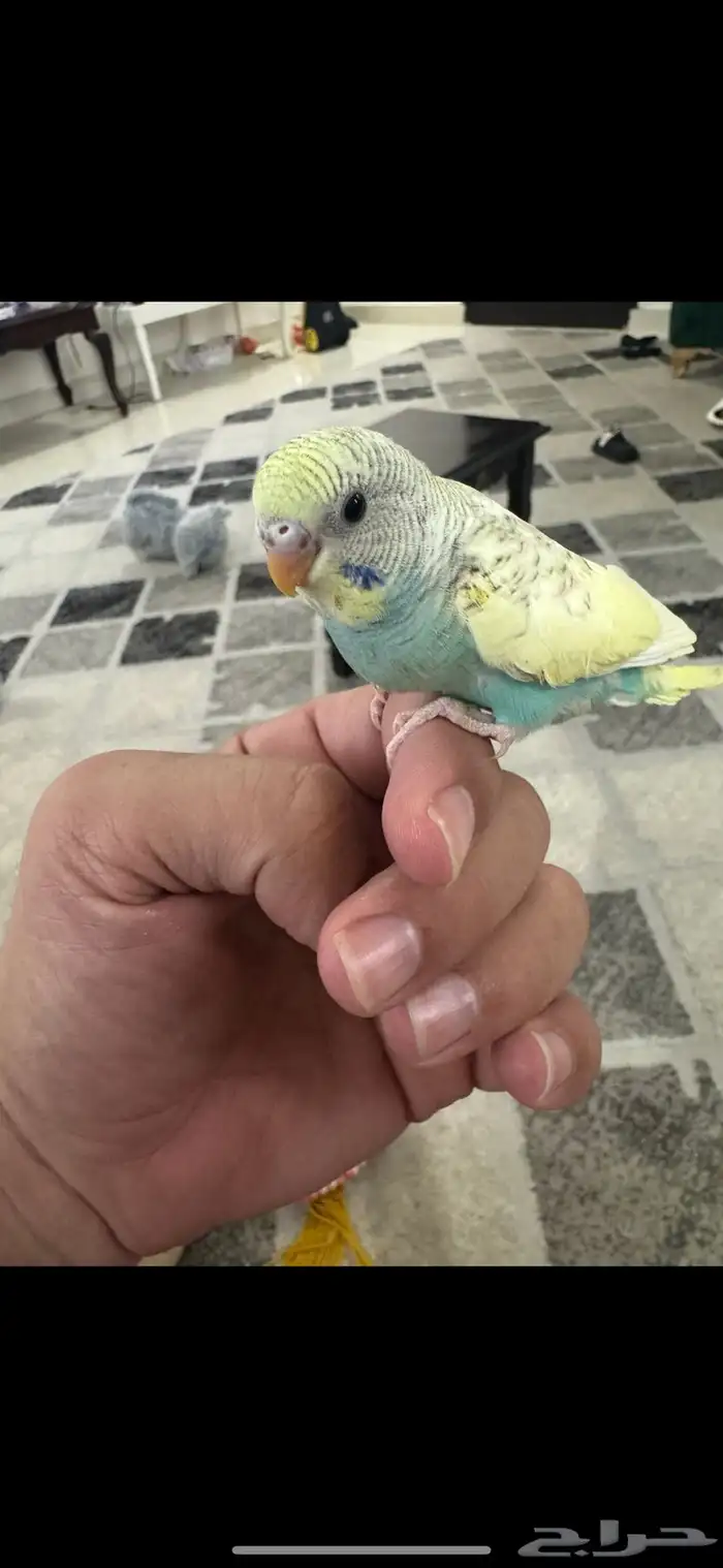 فروخ بادجي للبيع 1