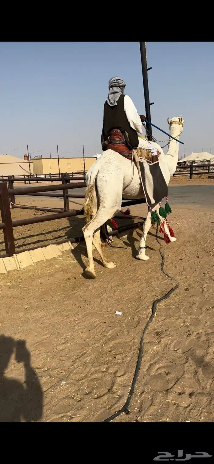 رحول ابل وضحى طيبه 5