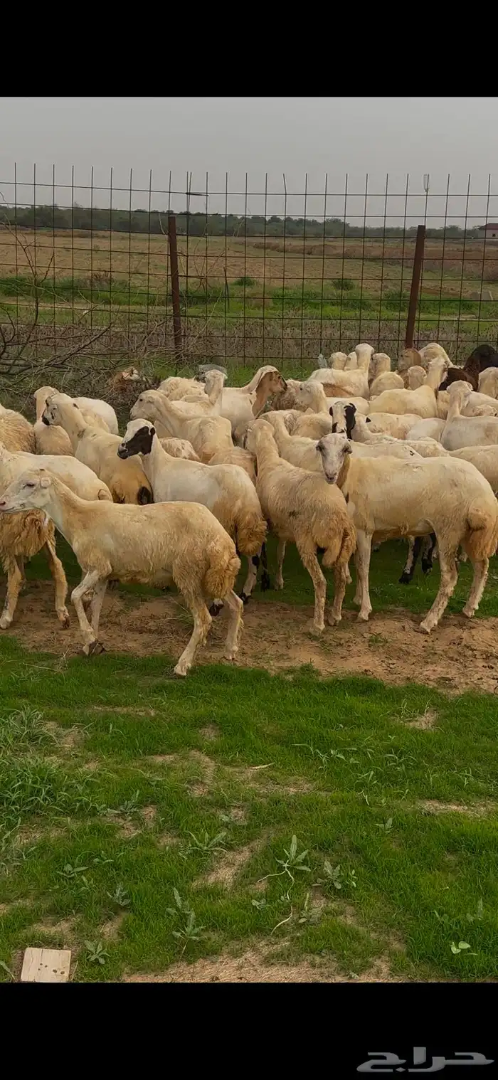ضان رفيديات مقاني فاخره و رعويه 6