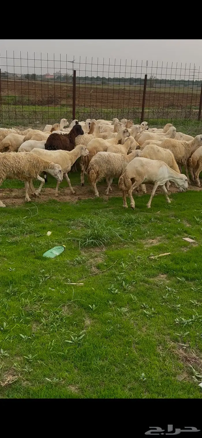 ضان رفيديات مقاني فاخره و رعويه 2