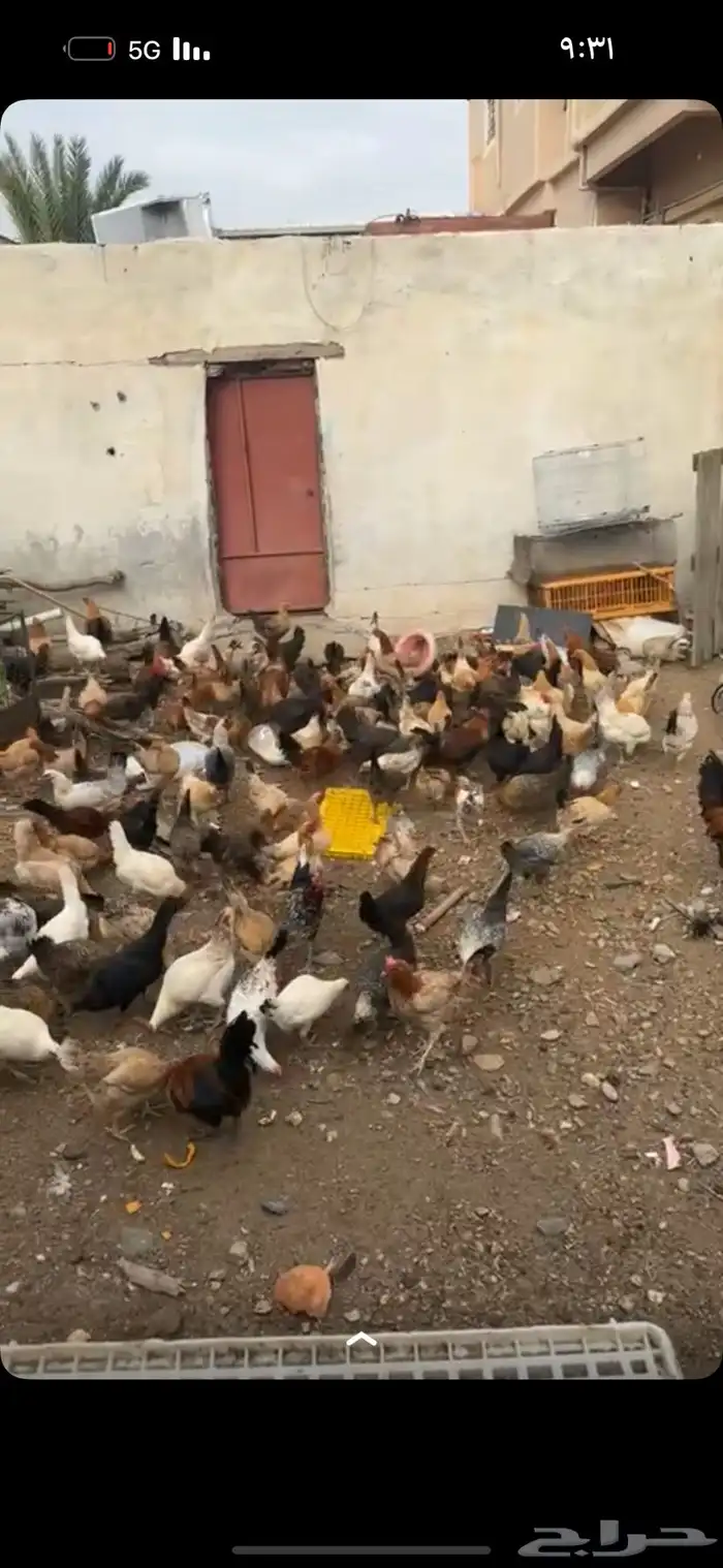 دجاج بلدي نضيف 2