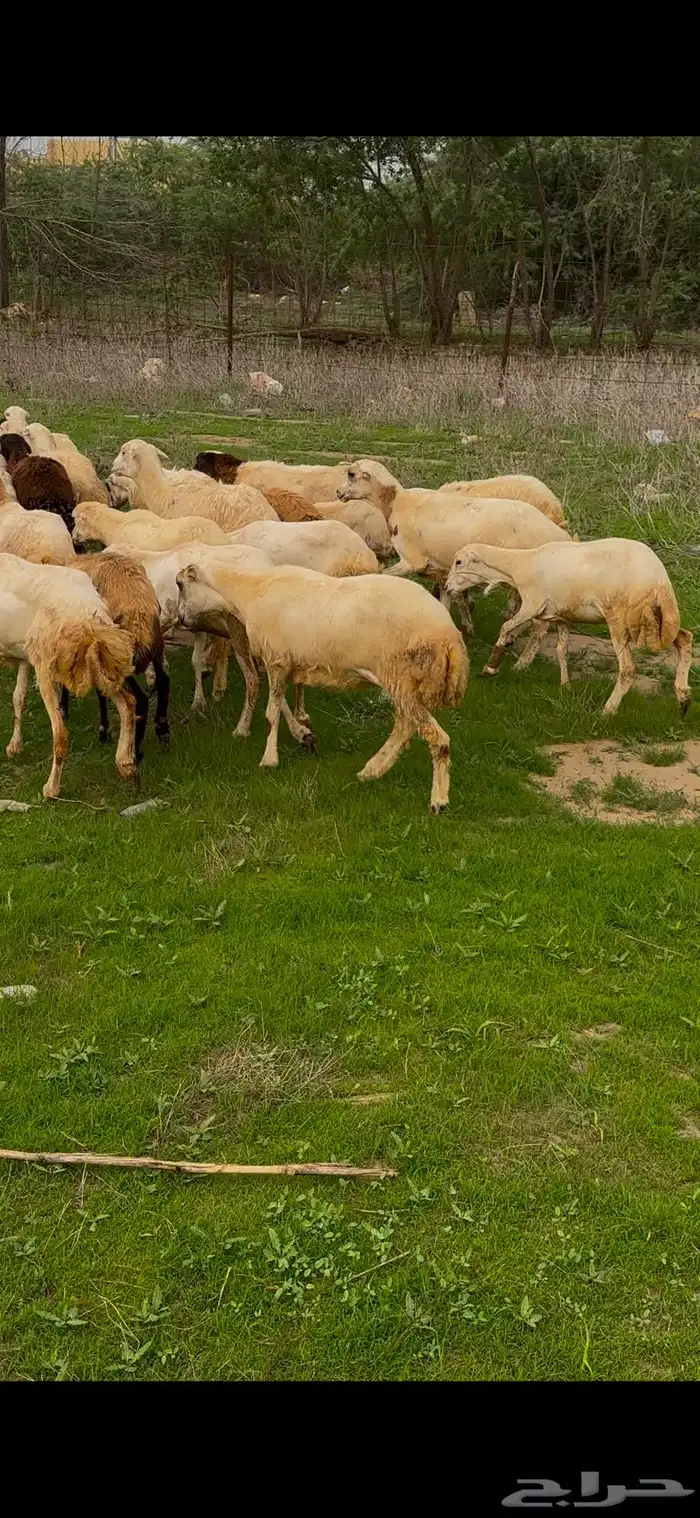 ضان رفيديات مقاني فاخره و رعويه 4