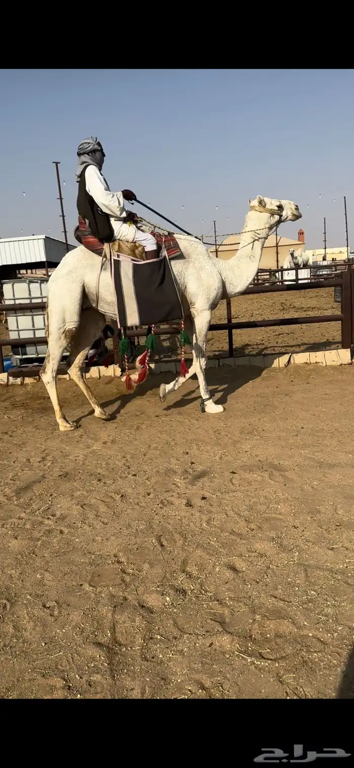 رحول ابل وضحى طيبه 2