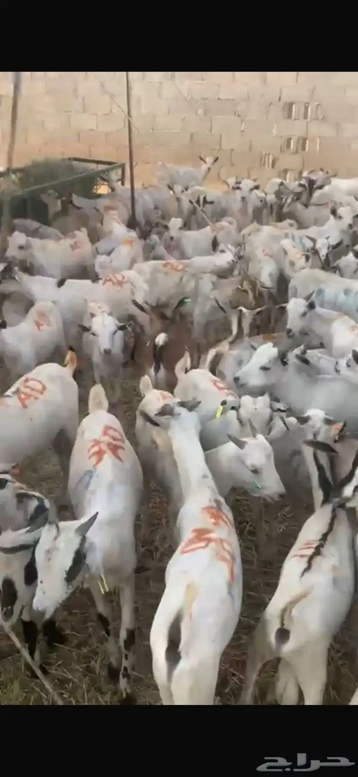 يوجد تيوس للبيع مطعمه ومحصنه ومرابي 2