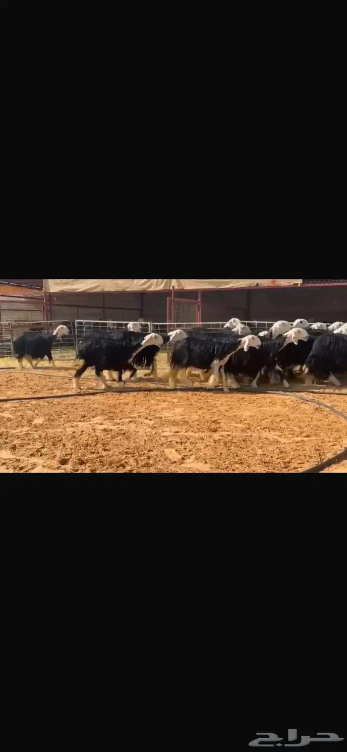 عرض بيع ثنوات وربعيات مع فحلها مشروط 1