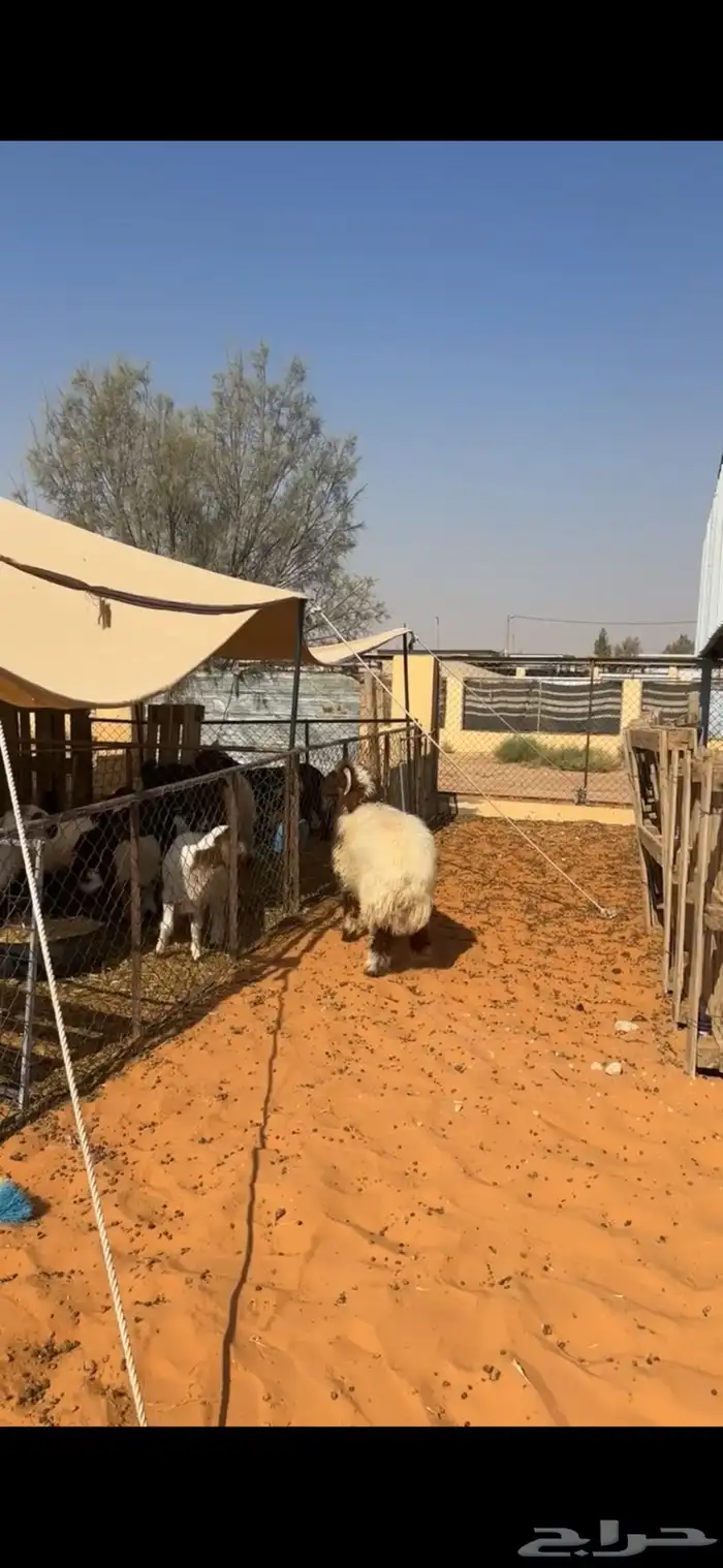 خروف نعيمي فاخر 6