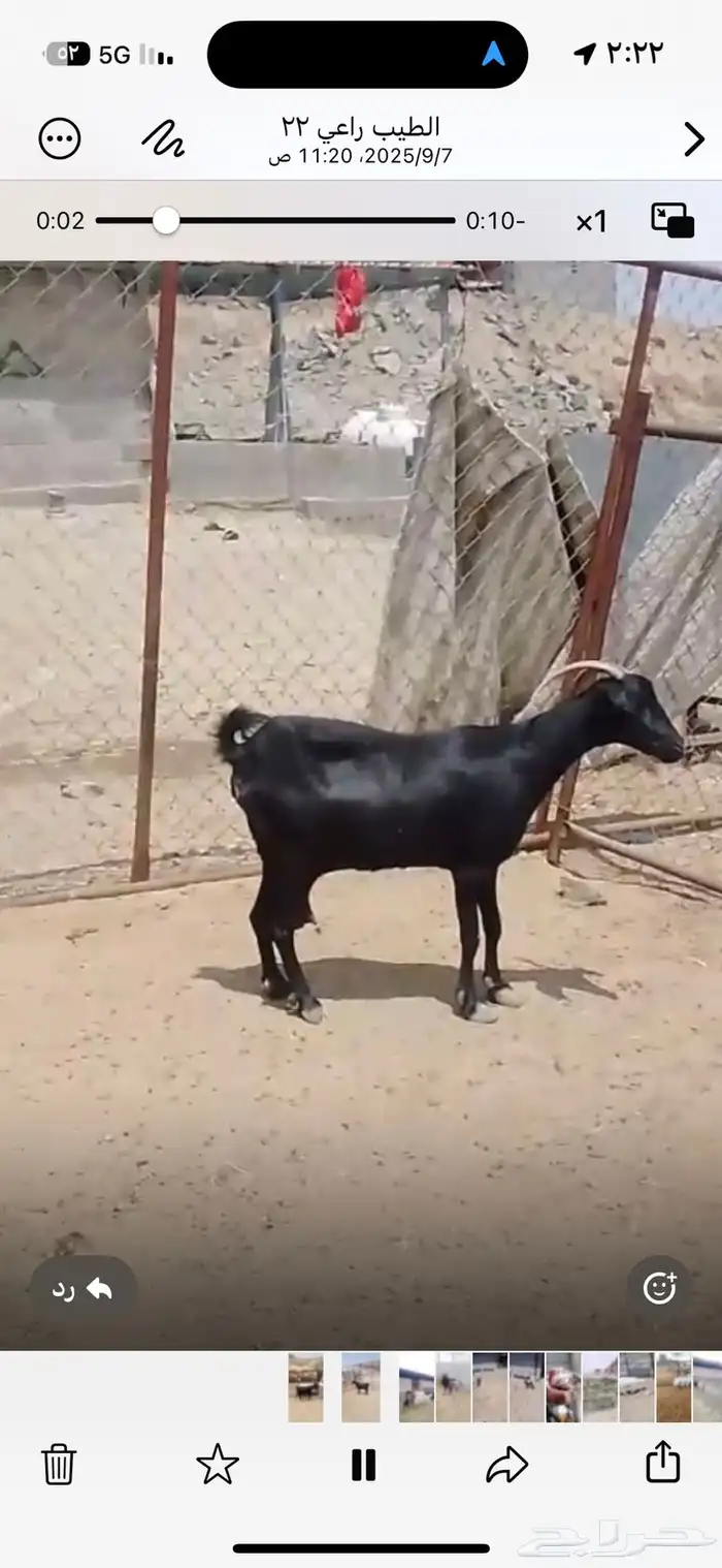 عنز حصا حليب طيبه 2