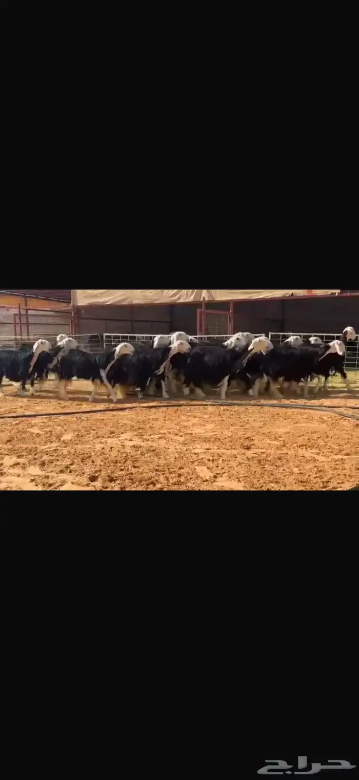 عرض بيع ثنوات وربعيات مع فحلها مشروط 3