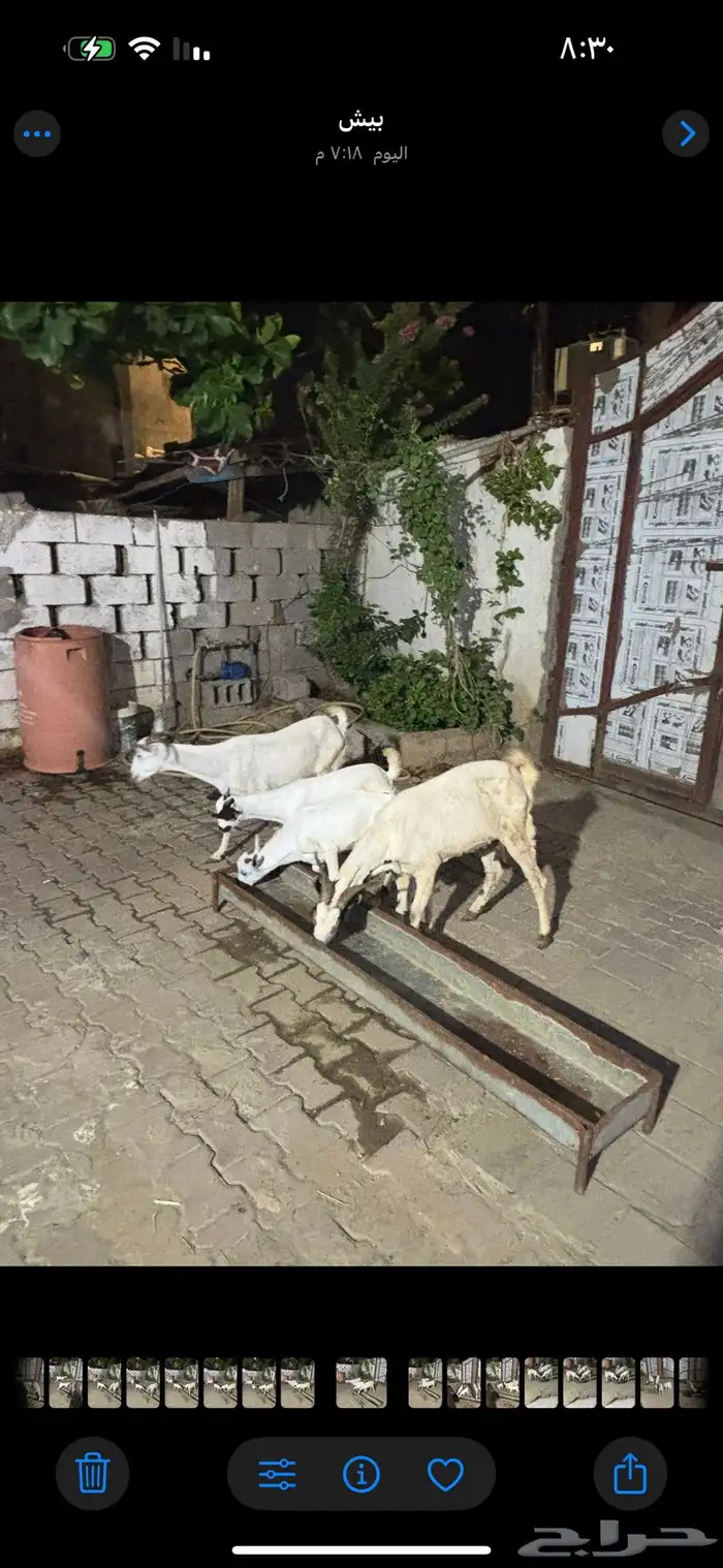 ثنتين غنم مناتيج 2