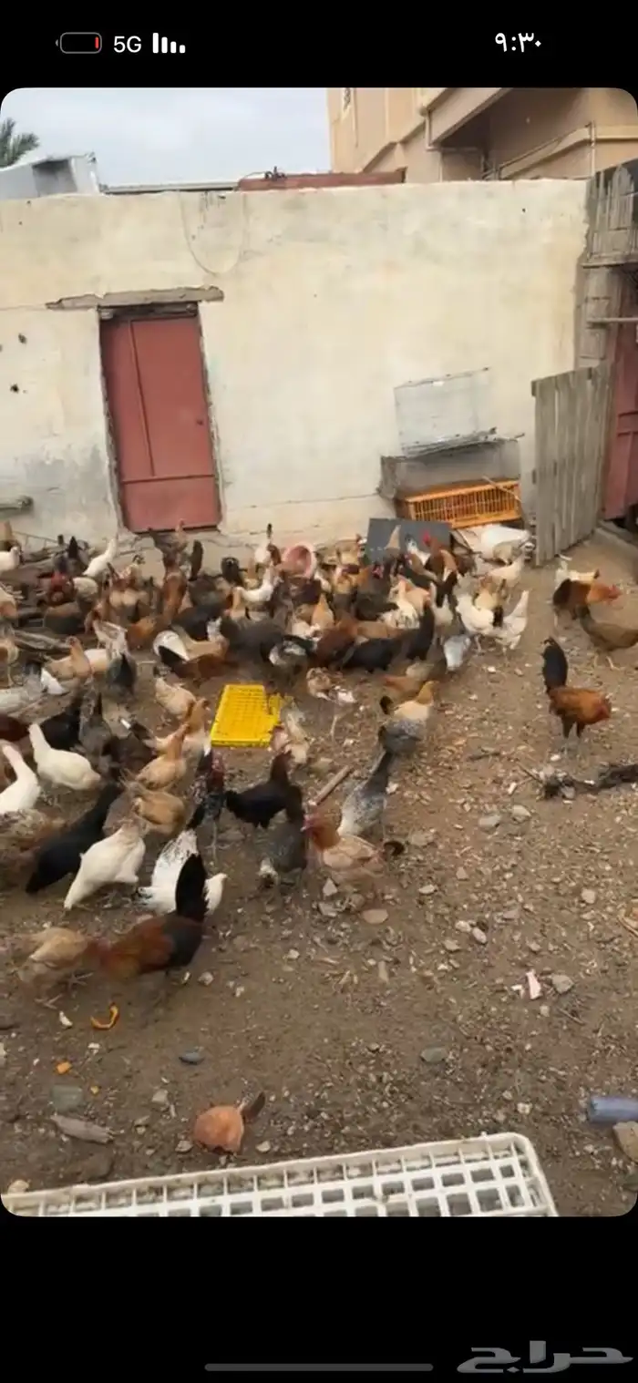 دجاج بلدي نضيف 1
