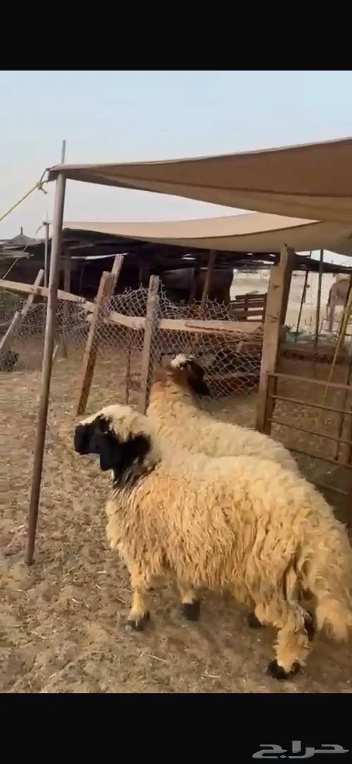 جذعان نعيم بلدي جبره 0