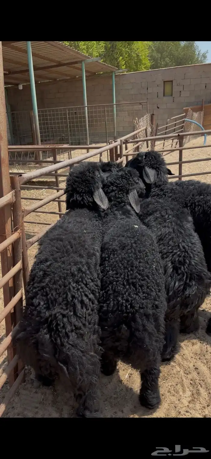 هرافي جبر ع رب فل الفل 0