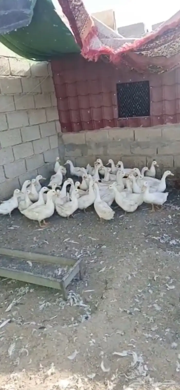 بط بكيني للبيع الدوادمي 0