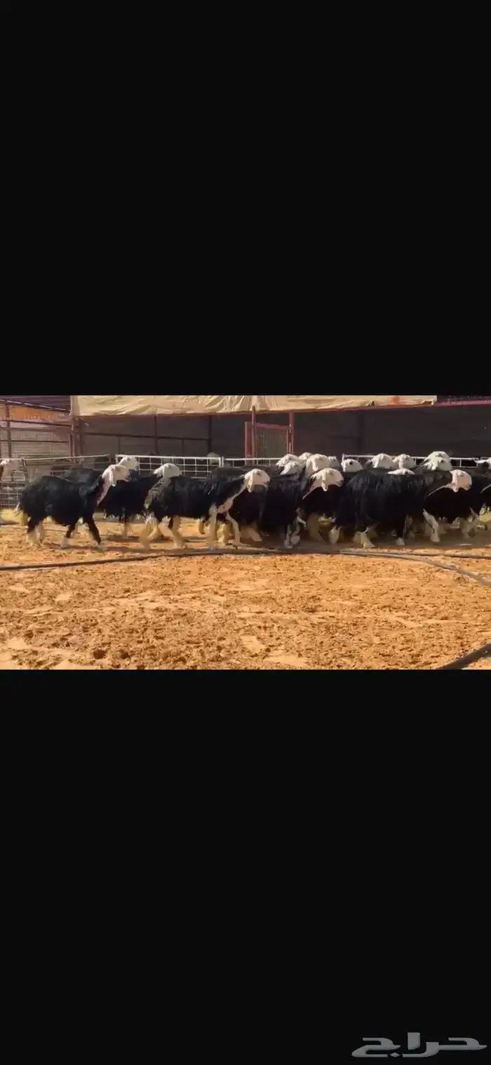 عرض بيع ثنوات وربعيات مع فحلها مشروط 2
