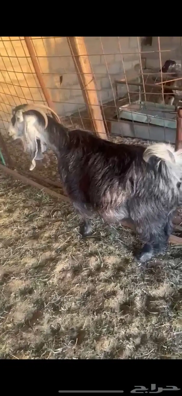 عنز شهبا طيبه 0