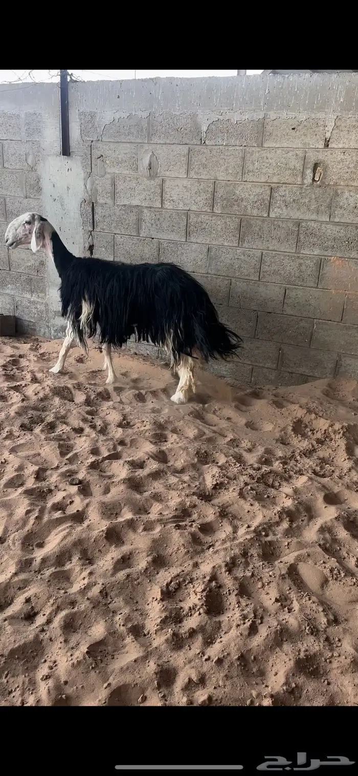 نجديه صنف 3