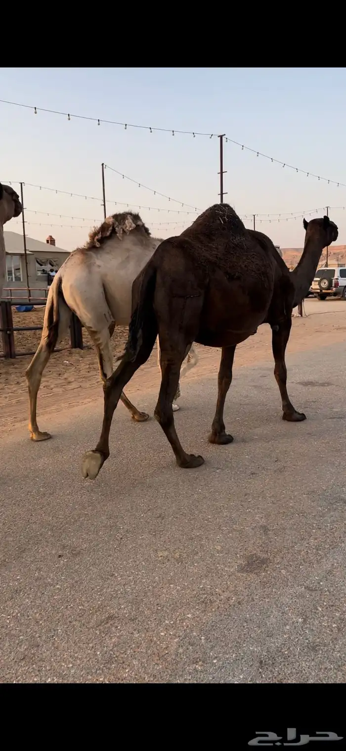لقحه مجهم منيحه 2