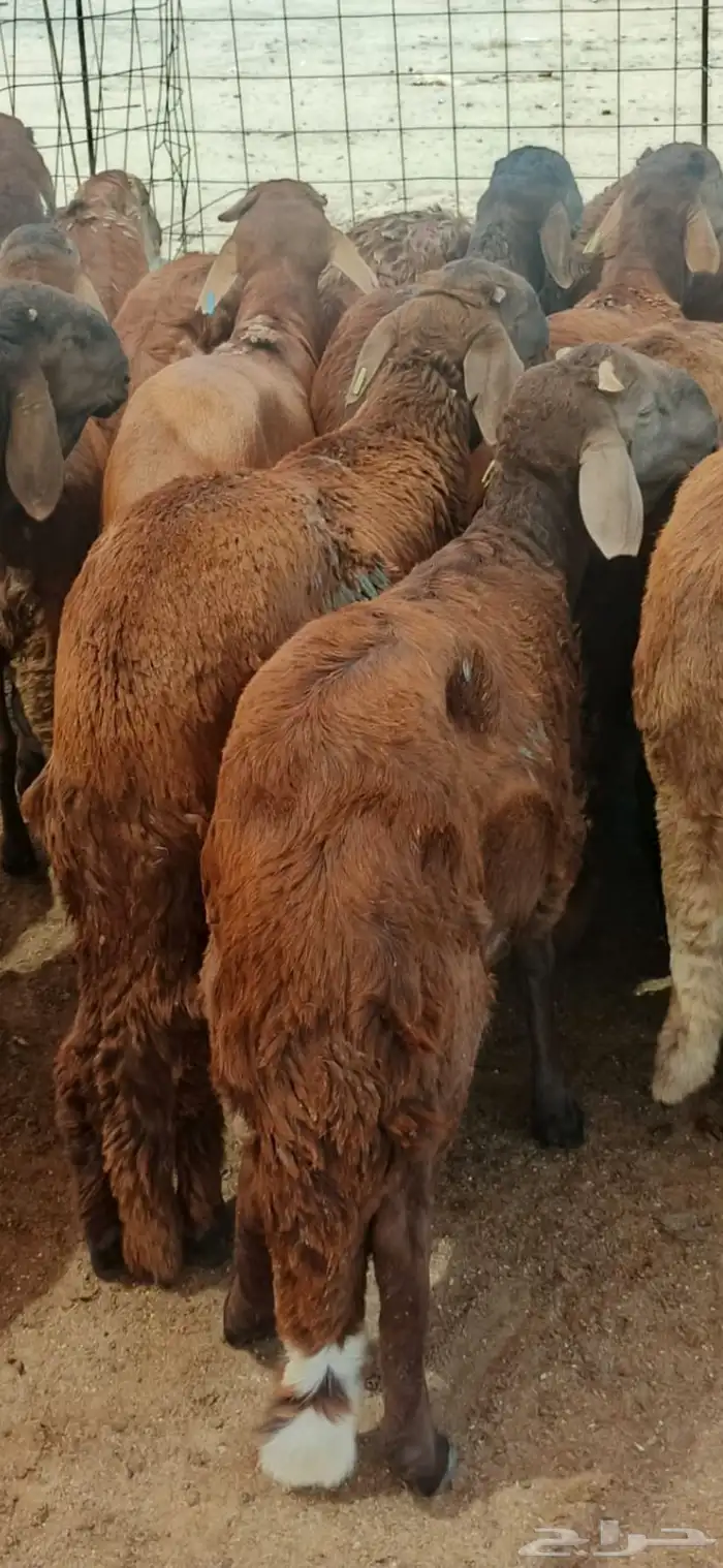 اعلان غنم حمر 0