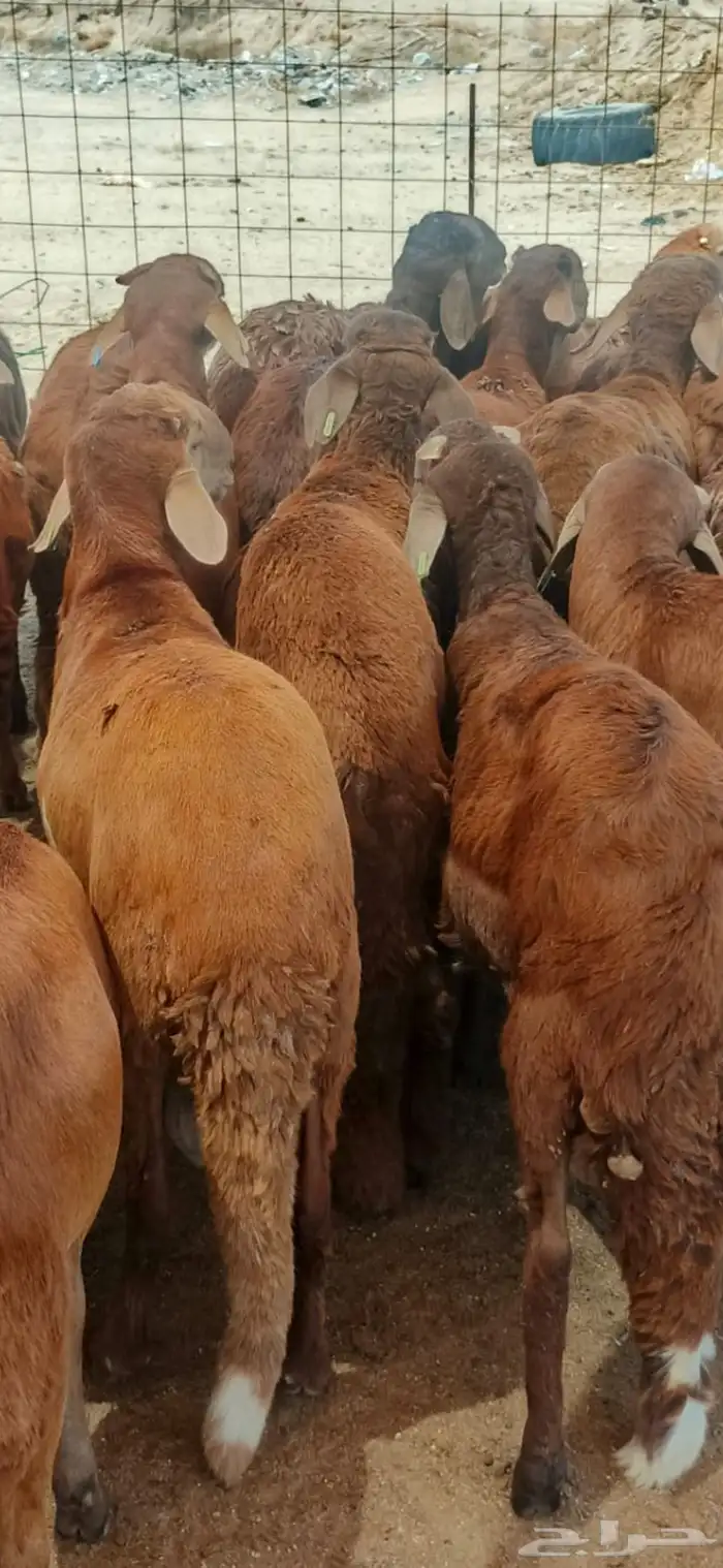 اعلان غنم حمر 1