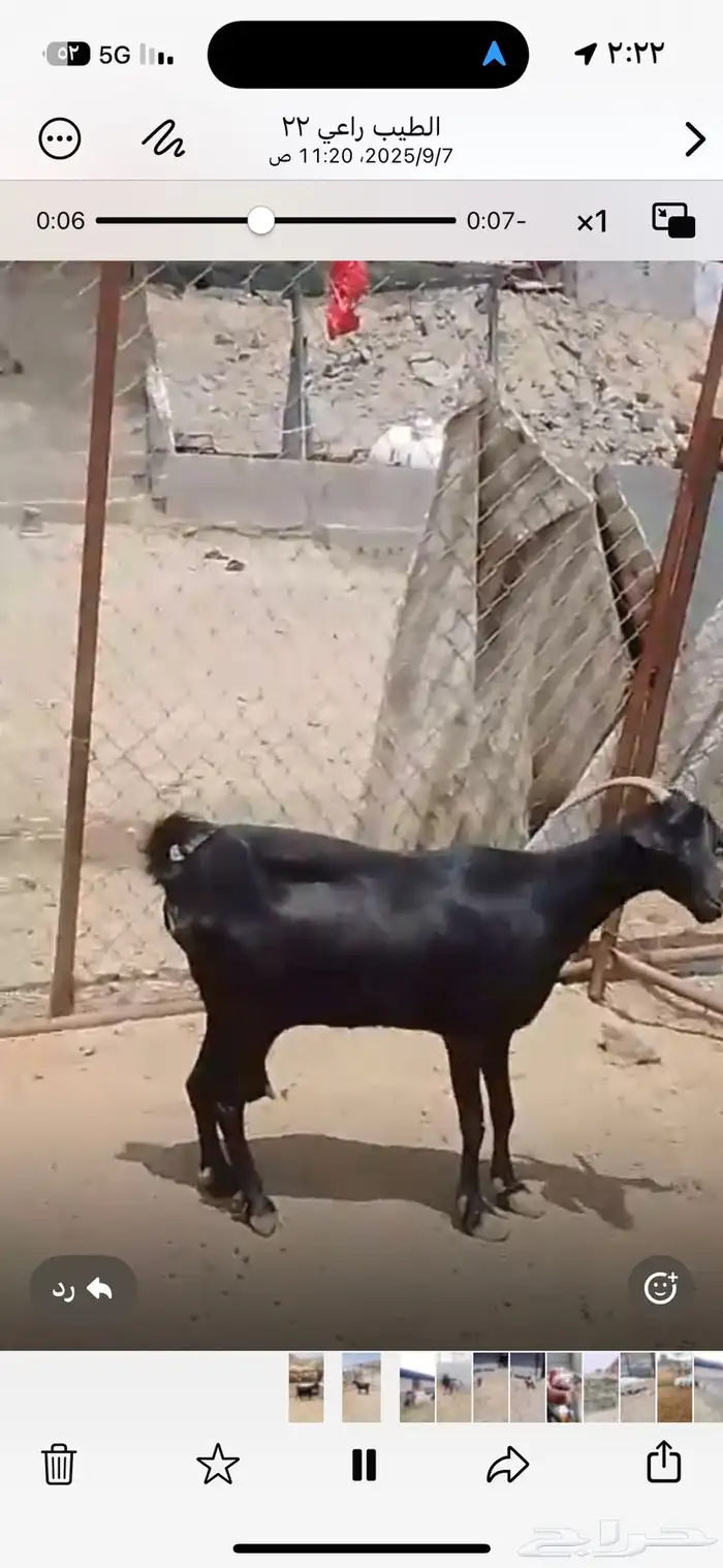 عنز حصا حليب طيبه 1