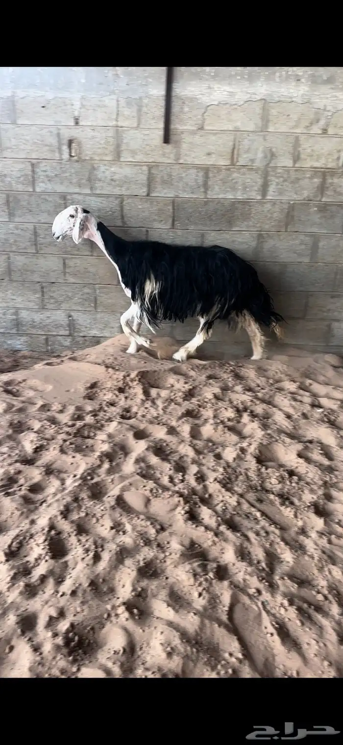 نجديه صنف 0