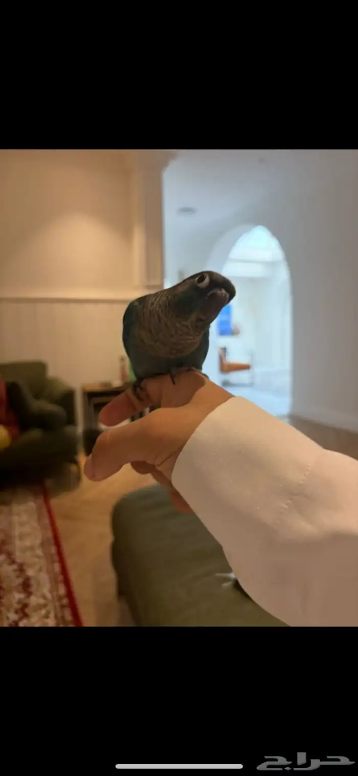 عصفور كنيور متدرب و يحب اللعب جدا 2