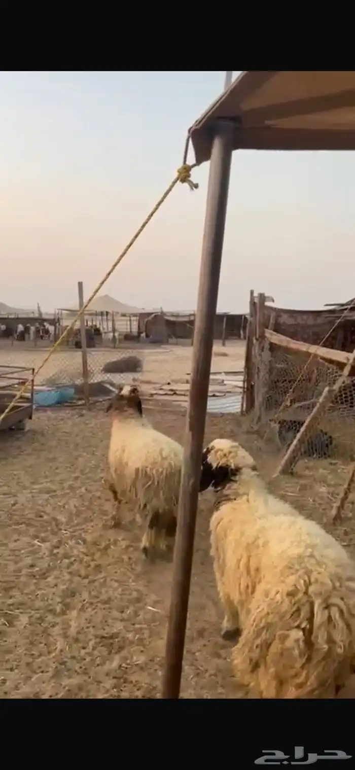 جذعان نعيم بلدي جبره 1