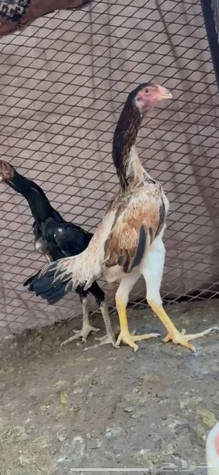 دجاج شامو هزاز عمار 6شهور 0