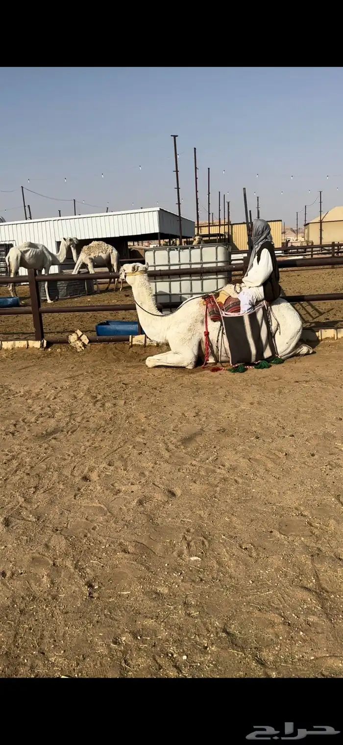 رحول ابل وضحى طيبه 6