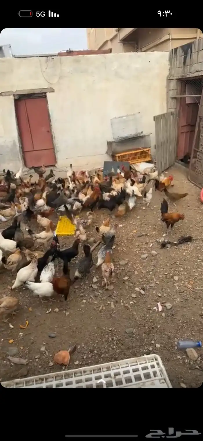دجاج بلدي نضيف 0