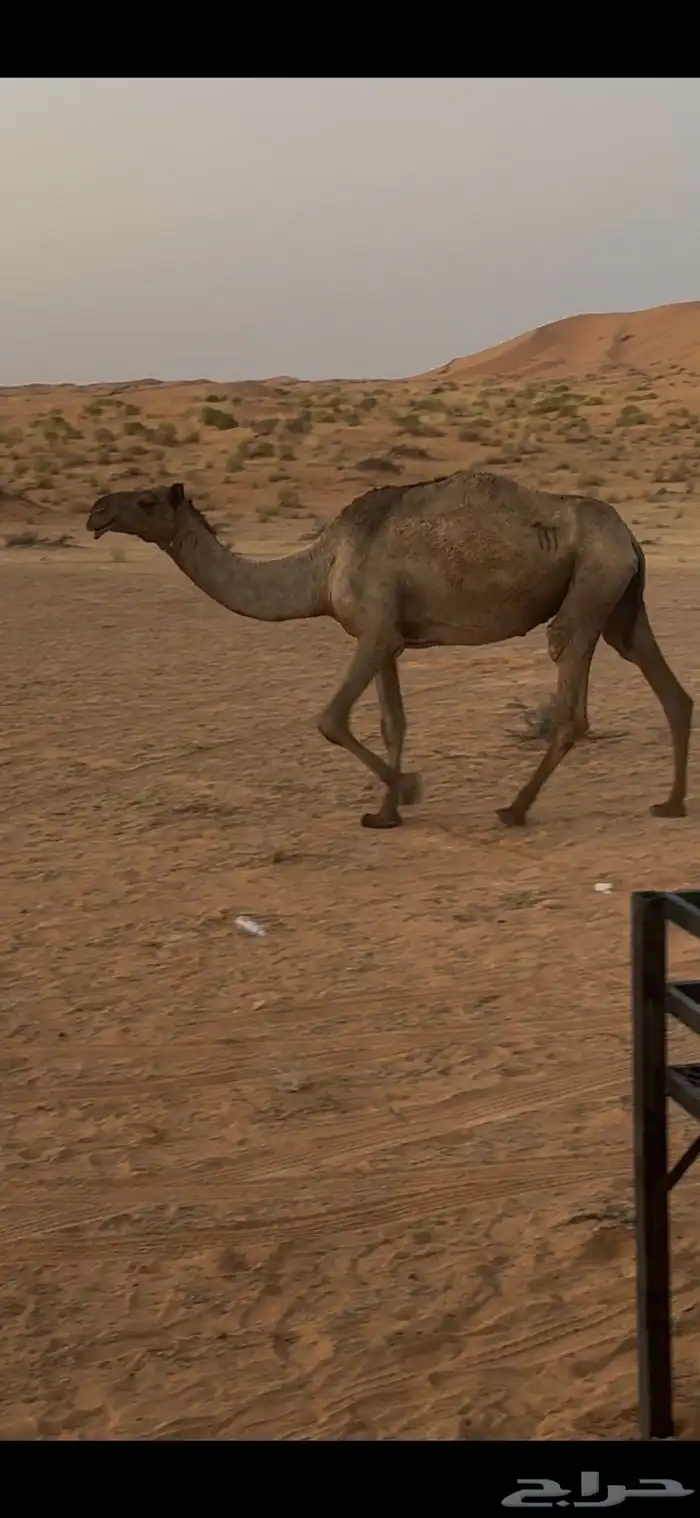 ناقه للبيع 0