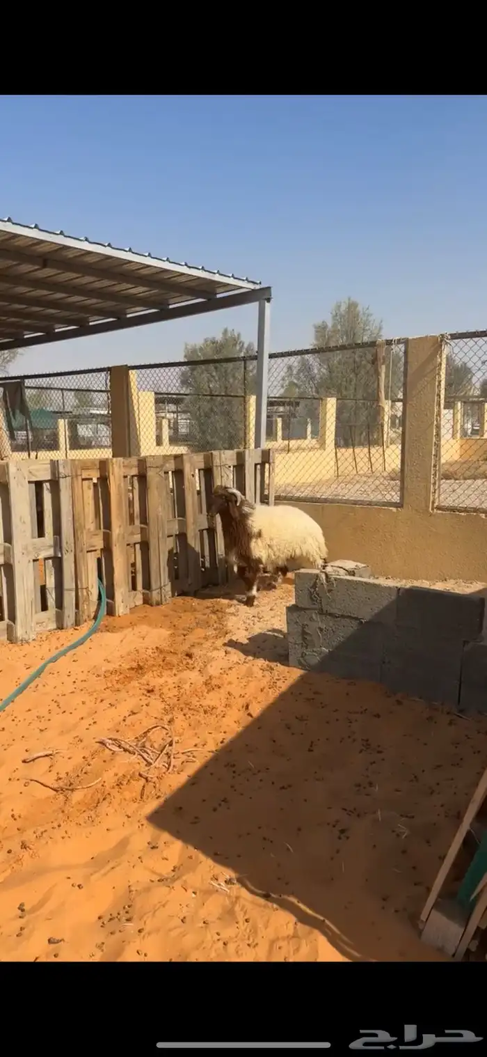 خروف نعيمي فاخر 1