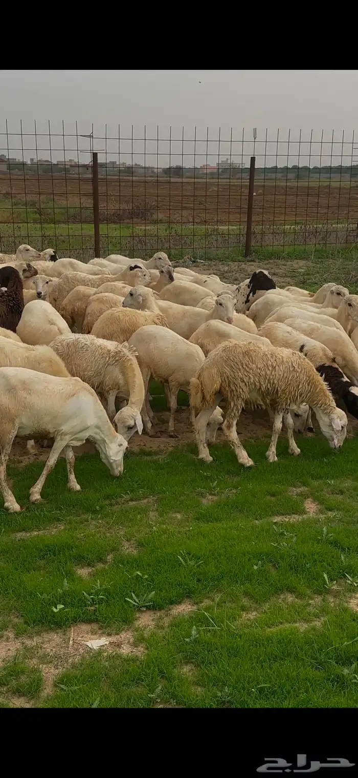 ضان رفيديات مقاني فاخره و رعويه 0