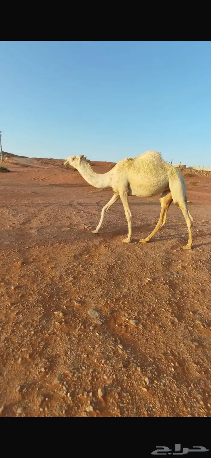 بكره كفو 0