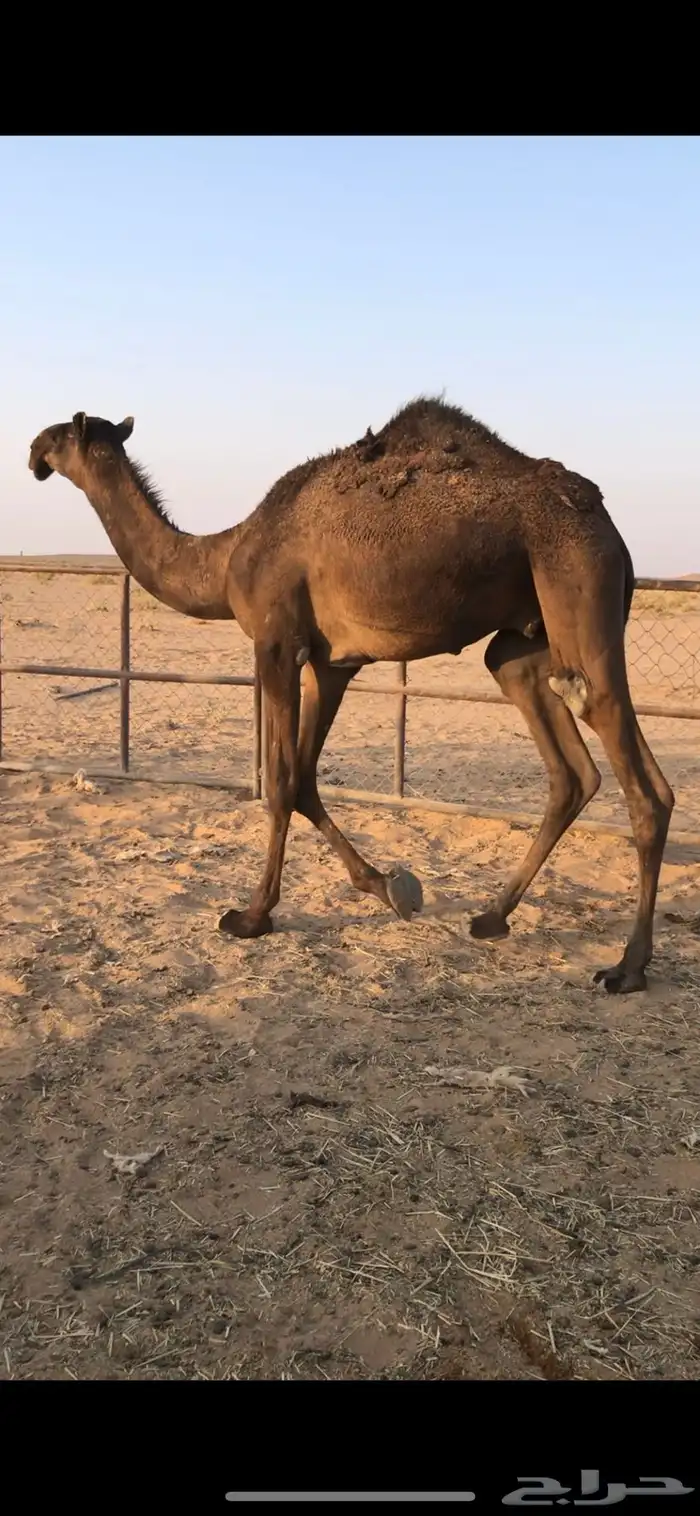 للبيع قعود 1
